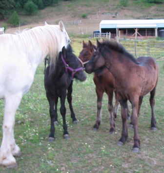 Fell foals at Braeberry